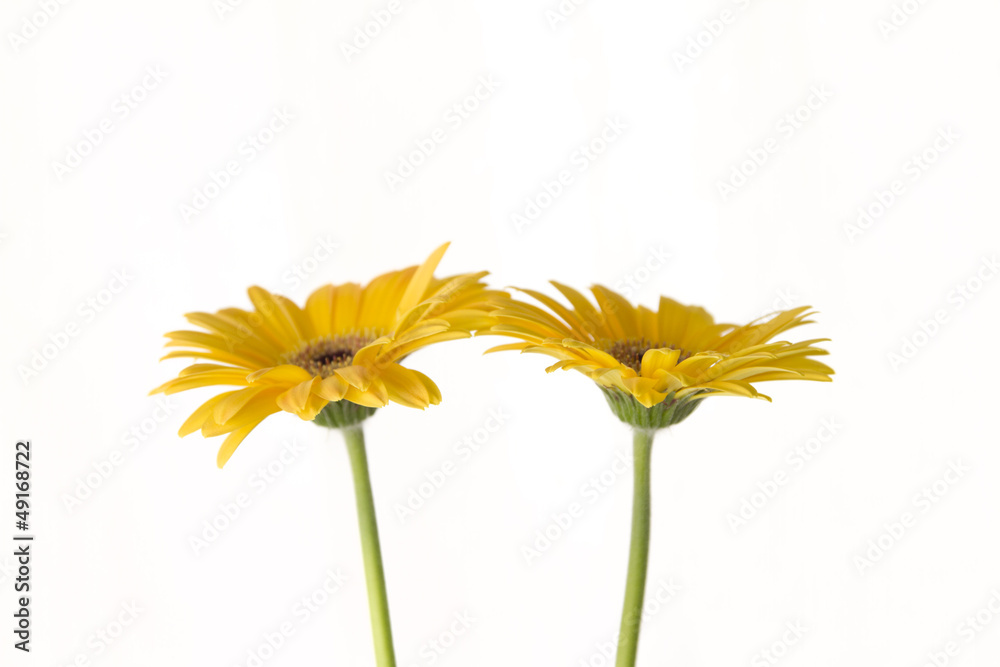 Naklejka premium Gerberas