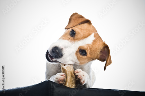 Plakat w ramie jack russel
