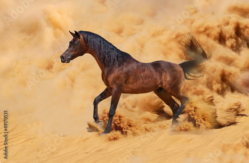 Arabian horse running out of the Desert Storm #49170531