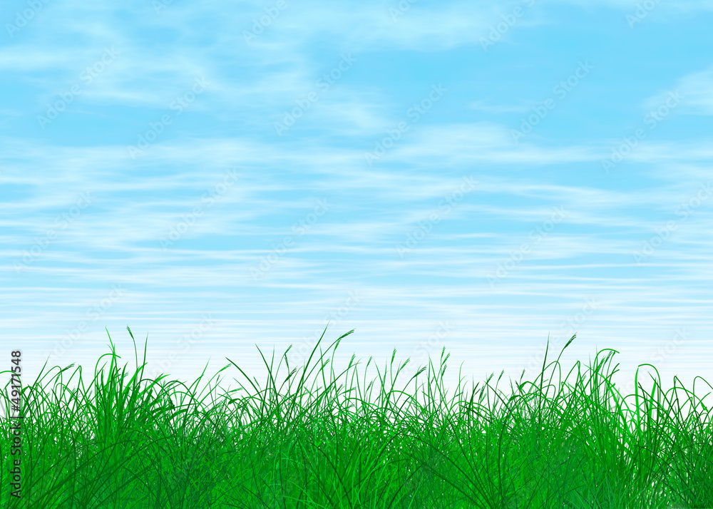 Fototapeta premium Hintergrund: Gras und Himmel