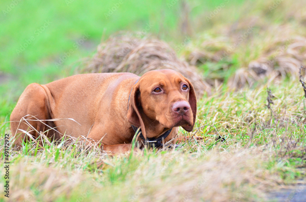 Magyar vizsla dog crouched low