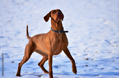 Magyar vizsla waiting in anticipation