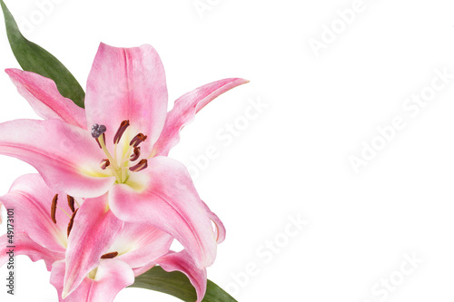 Pink flower with white background_III