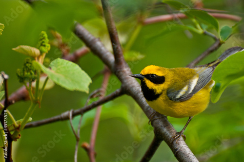 Lawrence's Warbler photo