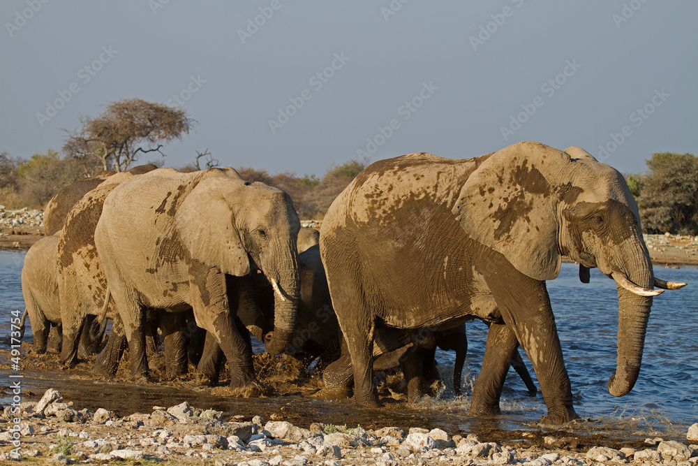 Obraz premium A Group of Elephants at waterhole; Loxodonta Africana
