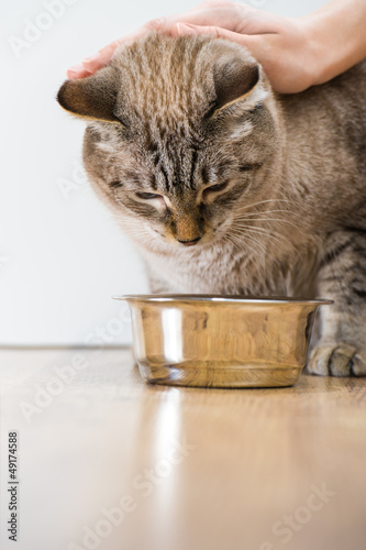 Female hand caress young tabby cat near its bowl at home