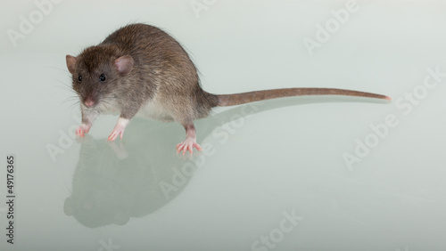 rat and reflection