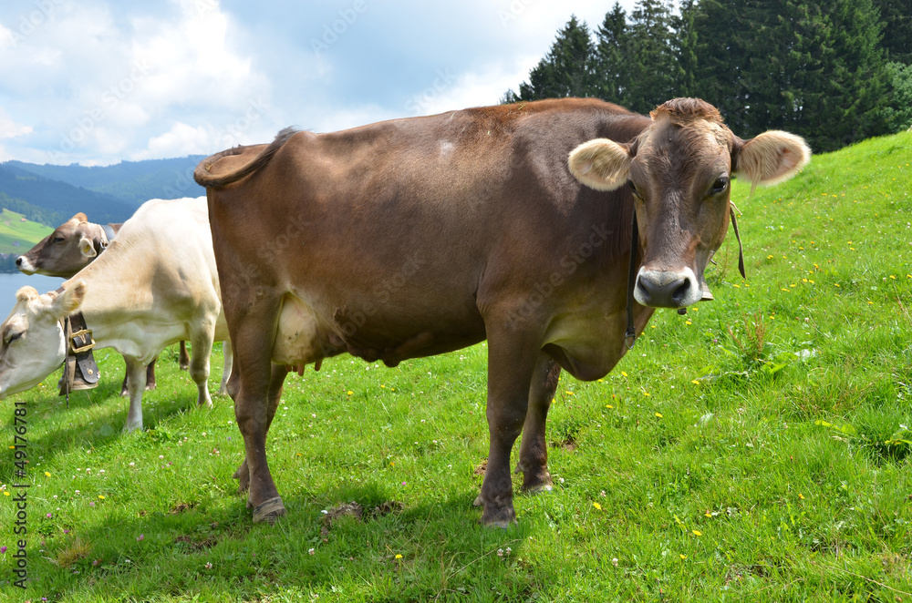 Swiss cows on Alpine meadow