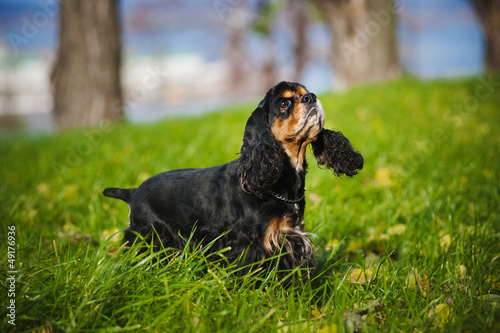 Foto american cocker spaniel in autumn