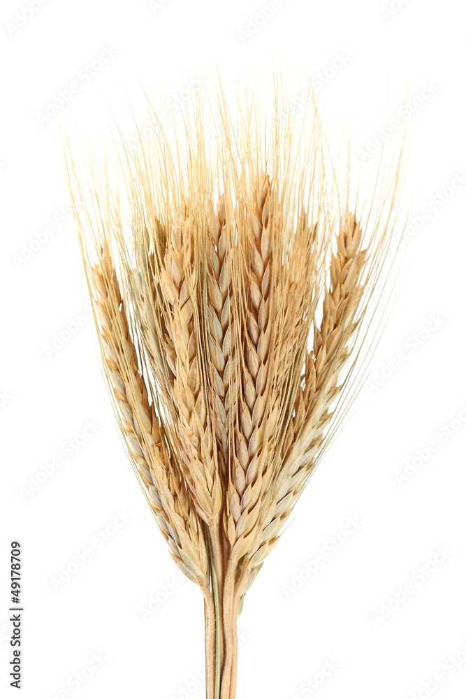 Fototapeta premium wheat isolated on white background