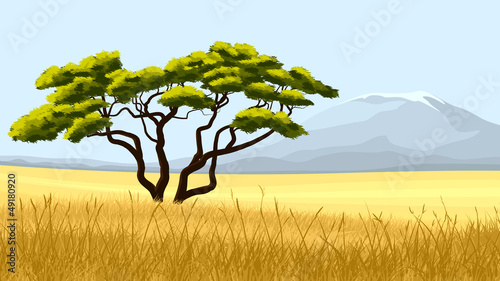 Yellow grass and African acacia.