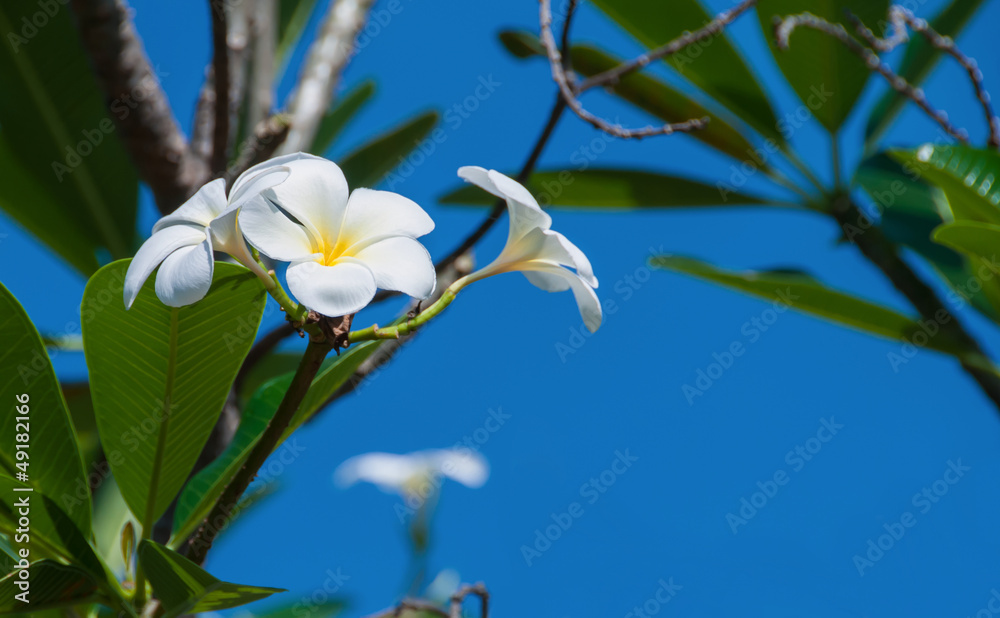 Frangipani Frangipani