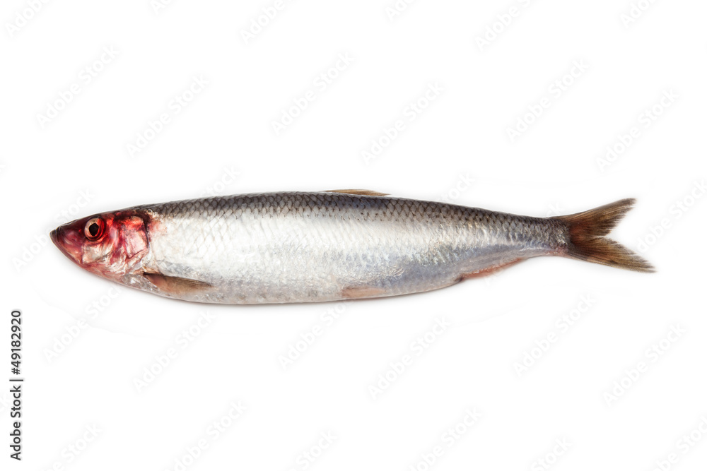 Herring fish isolated on a white studio background. Herring fish isolated on a white studio background.