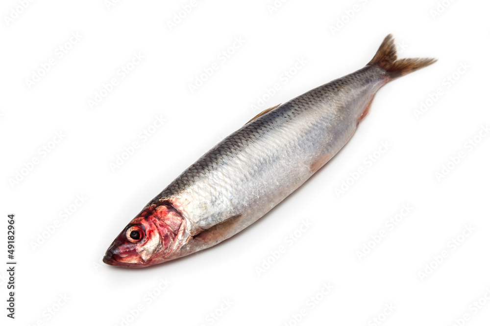 Herring fish isolated on a white background. Herring fish isolated on a white background.