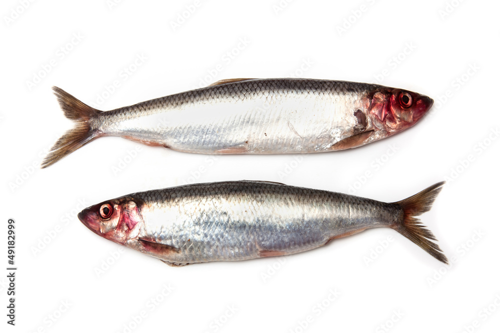 Herring fish isolated on a white studio background. Herring fish isolated on a white studio background.