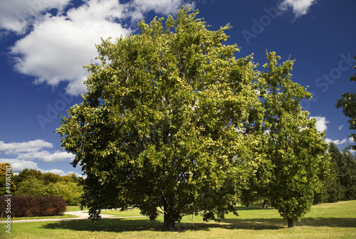 autumn tree photo