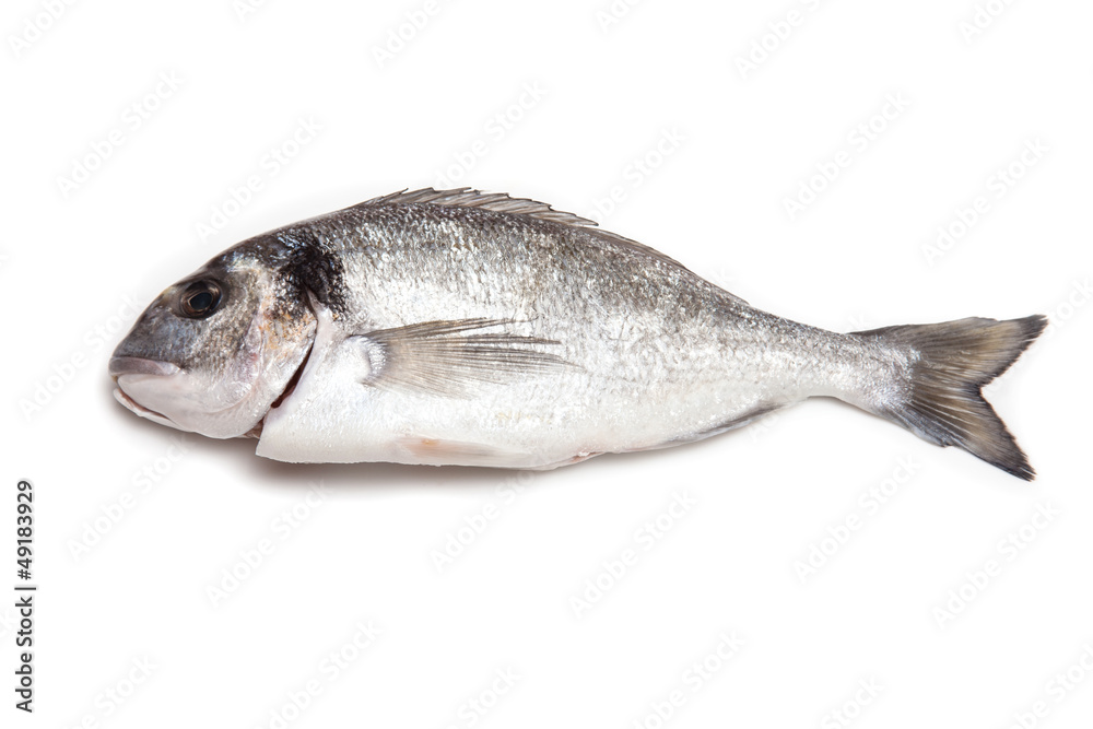 Sea Bream fish isolated on a white studio background. Sea Bream fish isolated on a white studio background.