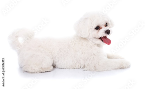 Cute bichon puppy