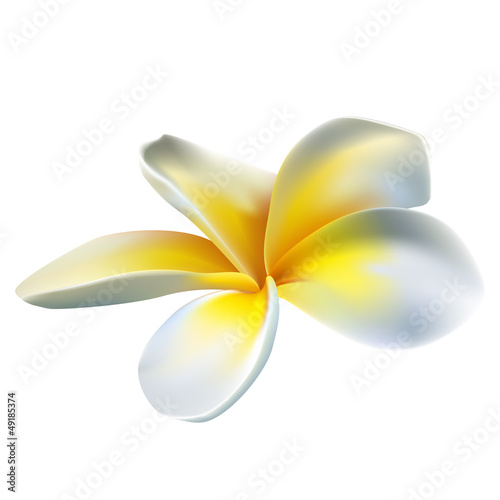 Frangipani flower