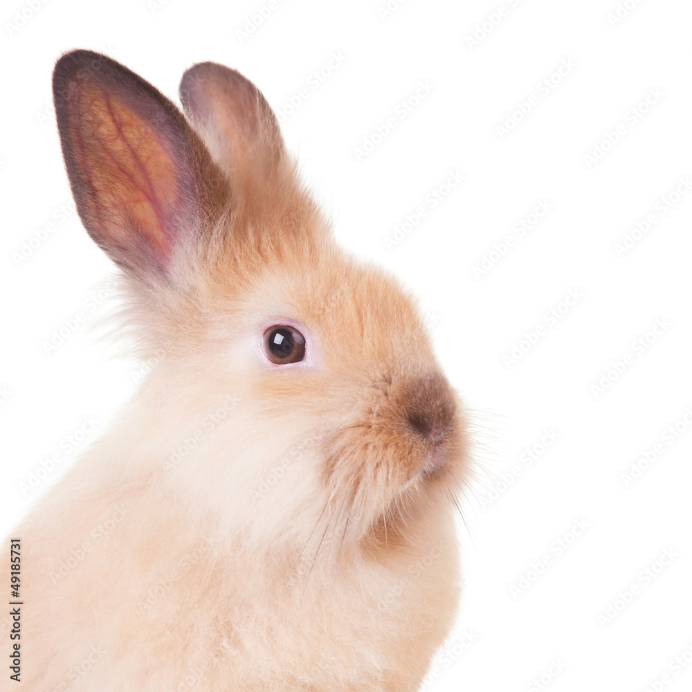 Rabbit isolated on a white