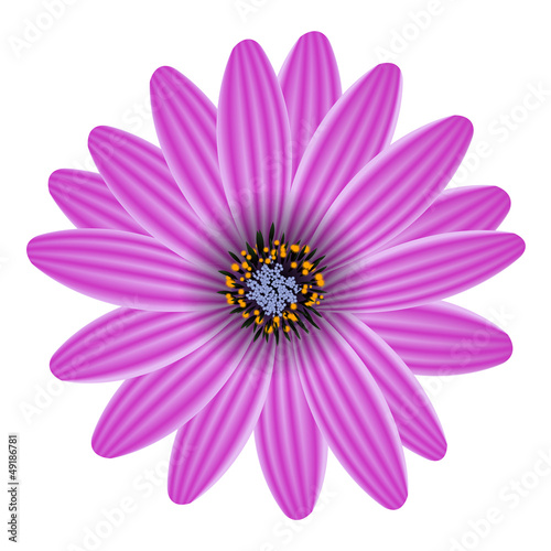 purple flower isolated on white vector illustration
