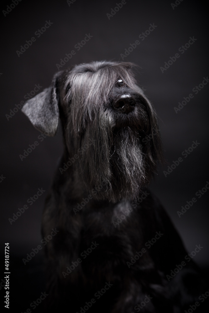 Miniature Schnauzer black on the black background Miniature Schnauzer black on the black background