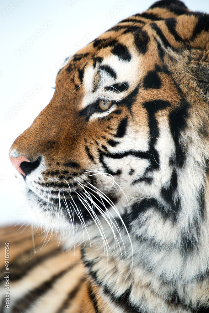 Fototapeta premium Siberian Tiger Close Up