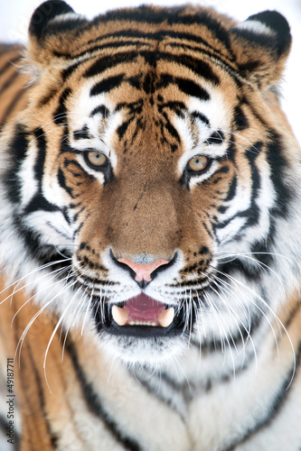 Siberian Tiger Close Up