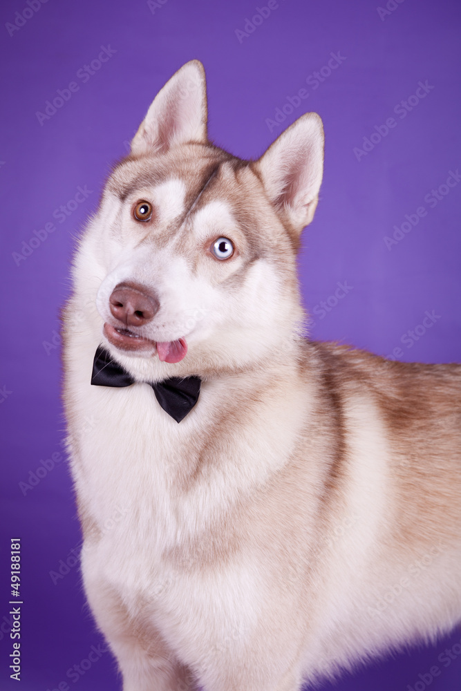 Siberian Husky on the lilac background