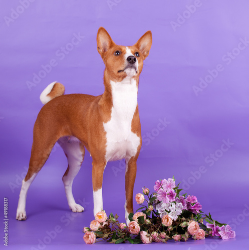 Basenji-dog on the lilac background