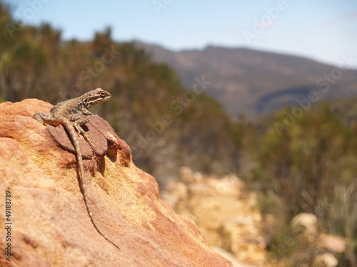 Australian skink lizard