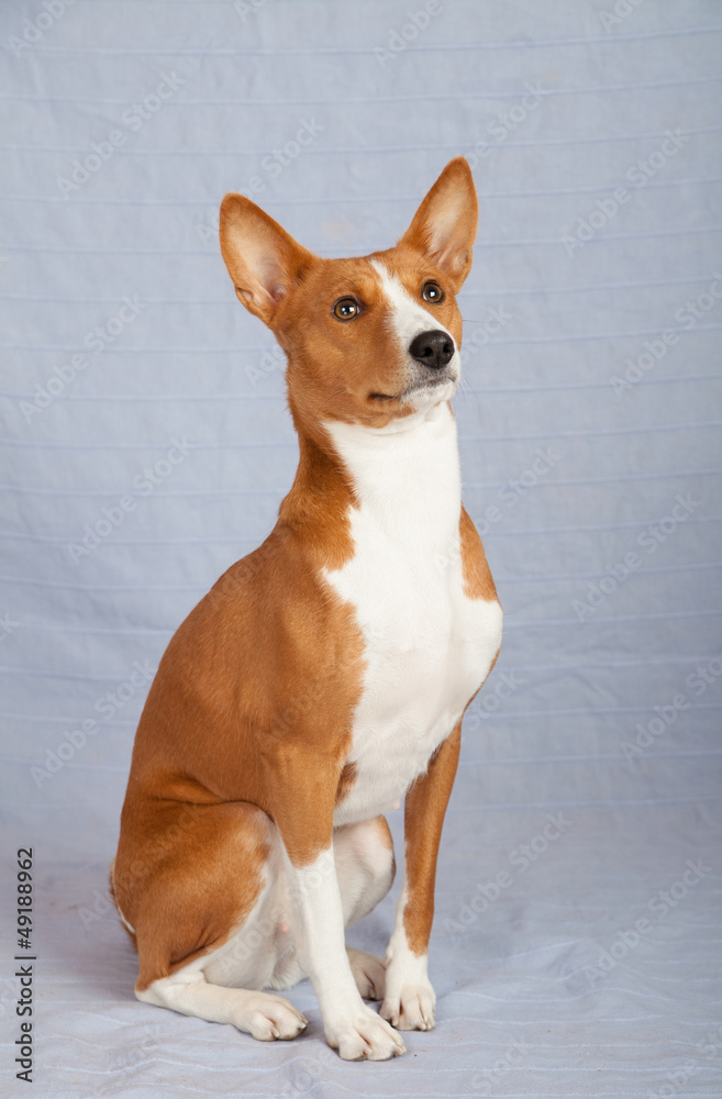 Basenji-dog on the gray background Basenji-dog on the gray background