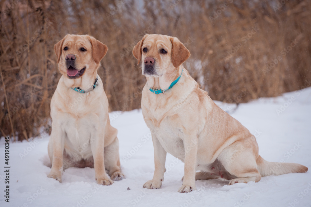 Labrador retriever-mother and her puppy Labrador retriever-mother and her puppy