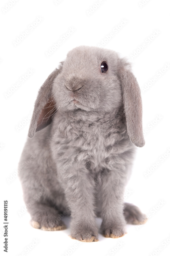 Grey lop-eared rabbit rex breed isolated on white Grey lop-eared rabbit rex breed isolated on white