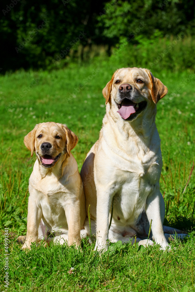Labrador retriever-mother and her puppy Labrador retriever-mother and her puppy