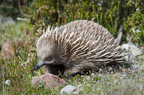 Fotografia Echidna