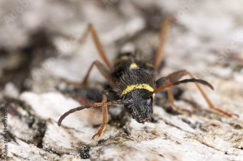 Wasp beetle, Clytus arietis on wood, macro photo