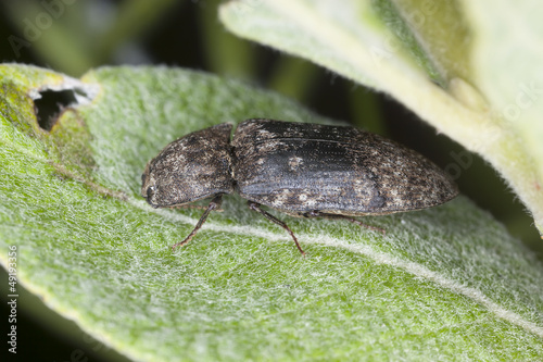 Click beetle, Agrypnus murina sitting on leaf, macro photo © Henrik Larsson