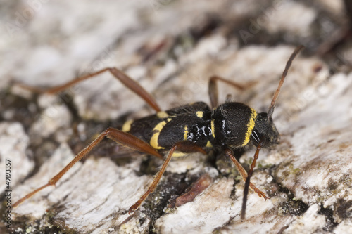 Wasp beetle, Clytus arietis on wood, macro photo