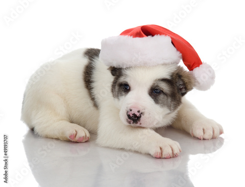 puppy in a Santa Claus hat. isolated on white