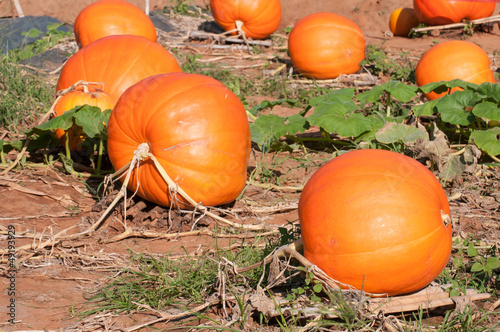 Fresh, ripe, pumpkins growing in field