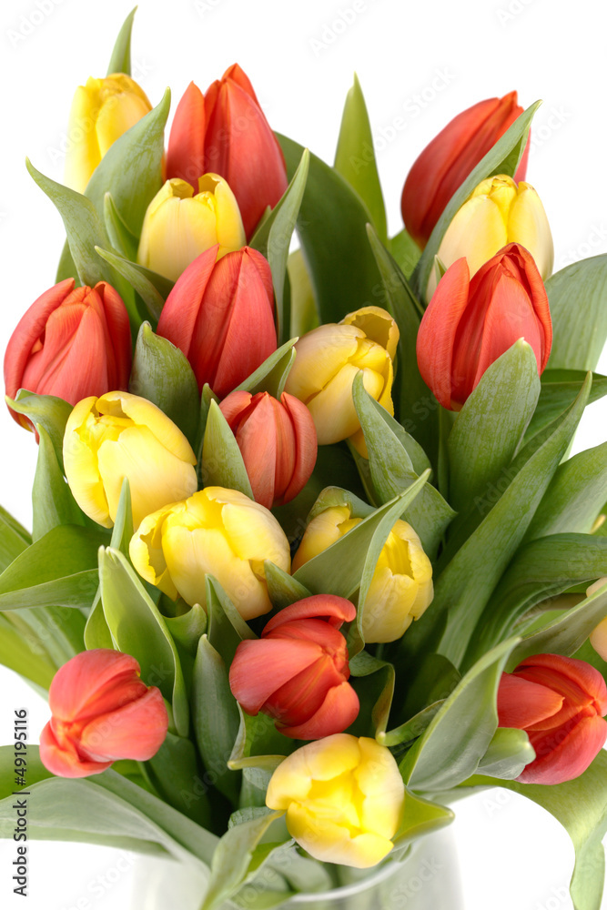 fresh spring tulips