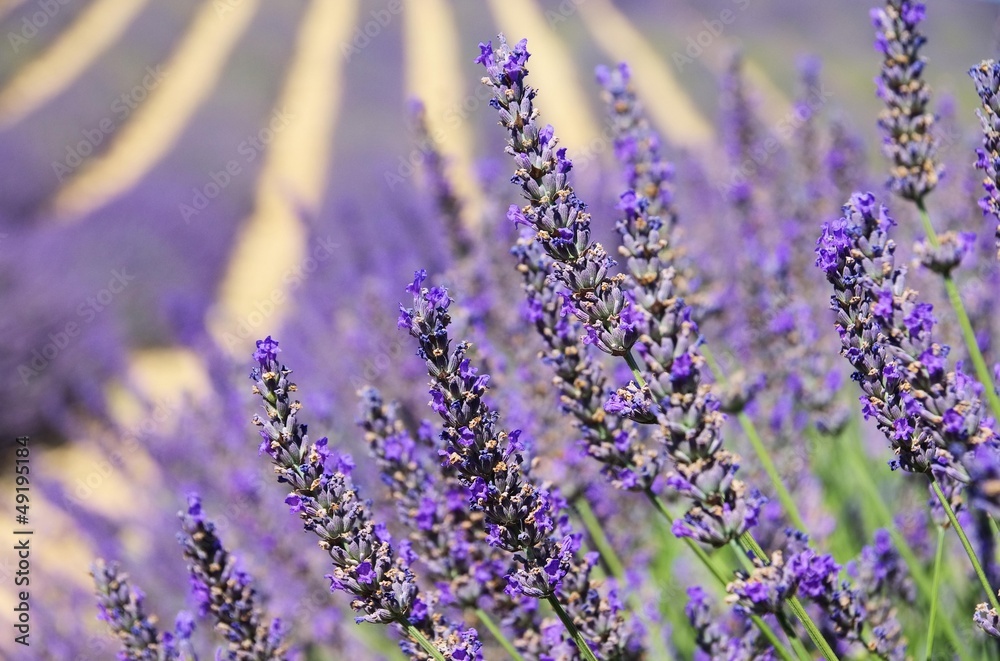 Naklejka premium Lavendel - lavender 122