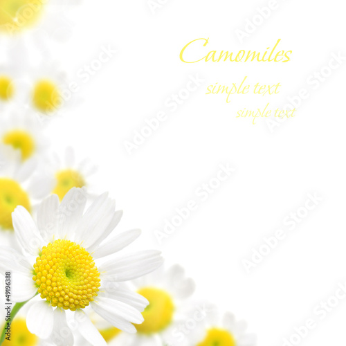 Fototapeta Naklejka Na Ścianę i Meble -  white camomile floral frame on a white background