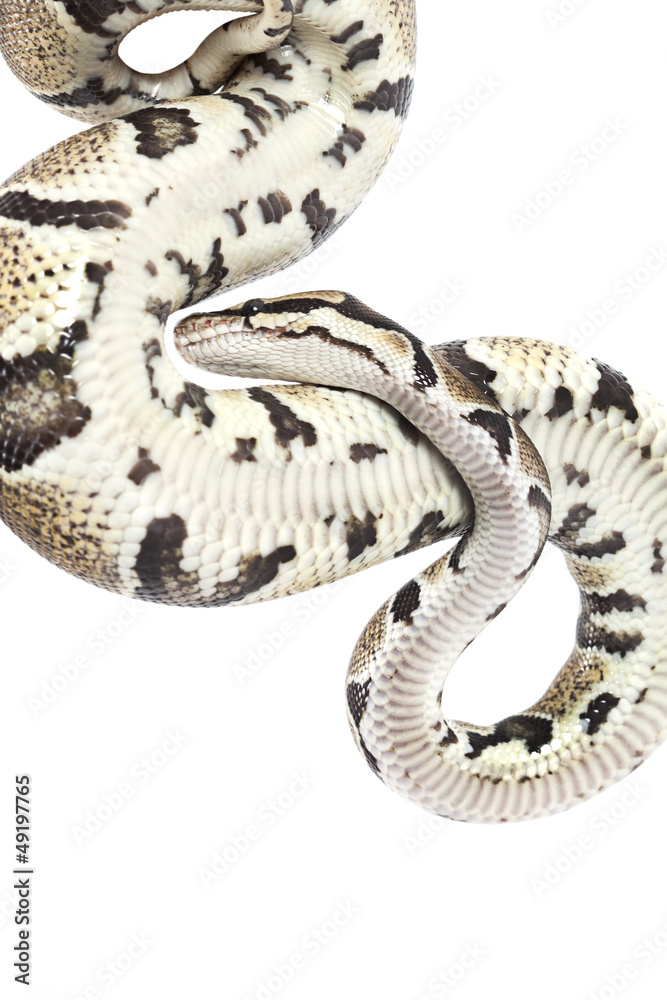 Fototapeta premium Royal Python snake