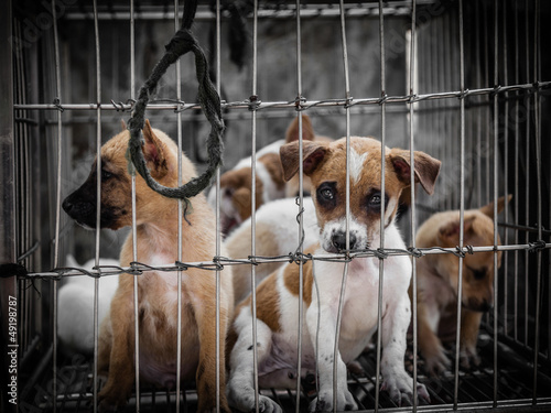 Puppies in a cage
