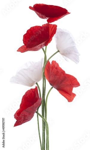 Fototapeta Naklejka Na Ścianę i Meble -  poppy