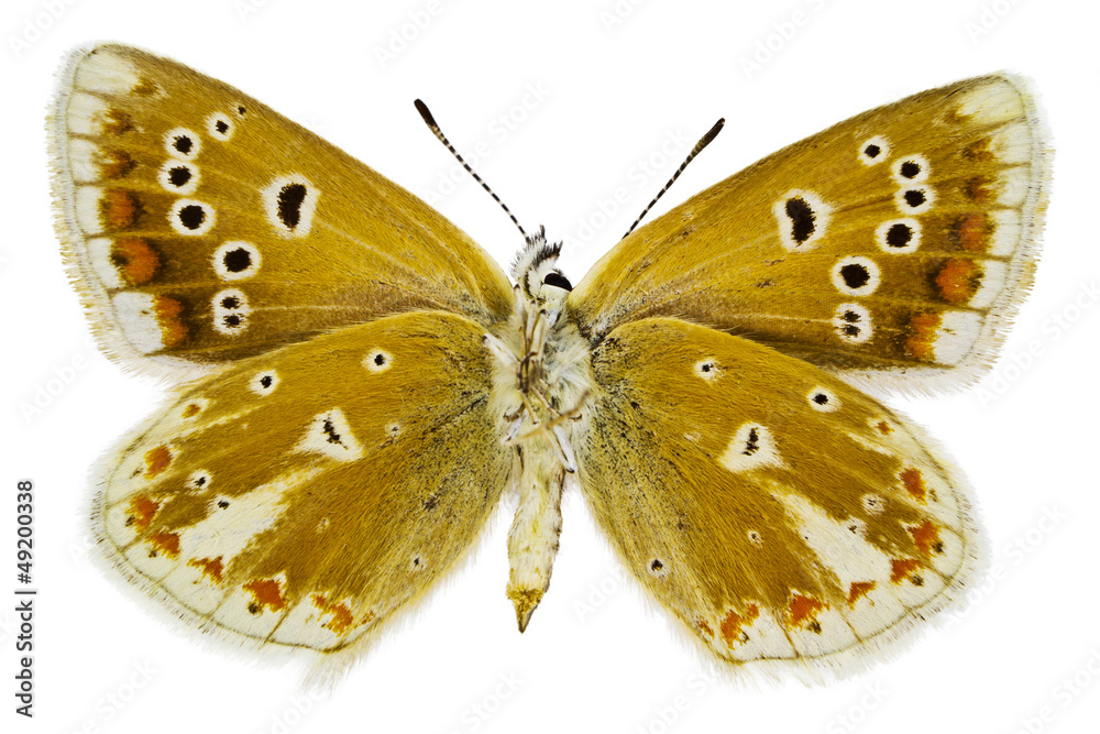 Obraz premium Polyommatus dorylas