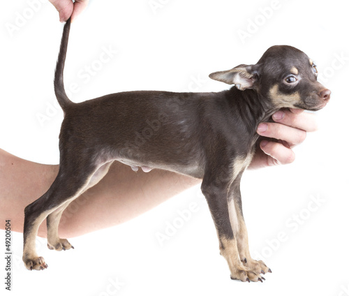 Russian toy terrier, isolated on a white background