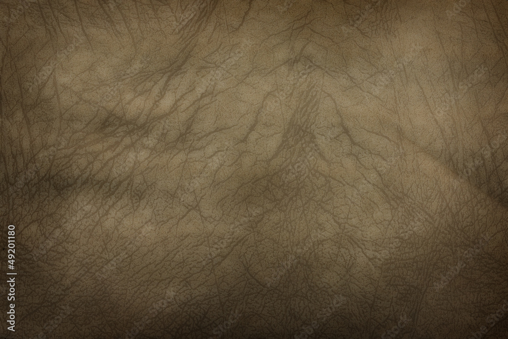 Fototapeta premium elephant skin